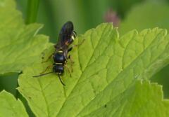 Argogorytes mystaceus