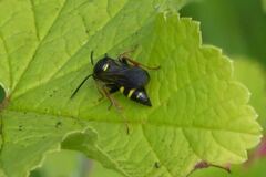 Argogorytes mystaceus