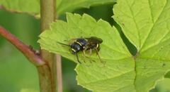 Argogorytes mystaceus