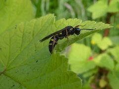 Argogorytes mystaceus