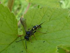 Argogorytes mystaceus