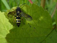 Argogorytes mystaceus