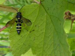 Argogorytes mystaceus