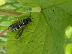 Argogorytes mystaceus