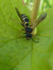 Argogorytes mystaceus