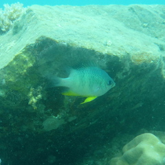 Amblyglyphidodon orbicularis