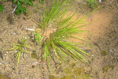 Dichanthelium depauperatum