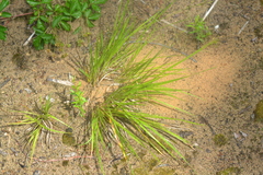Dichanthelium depauperatum