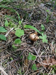 Chalciporus piperatus