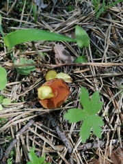 Chalciporus piperatus