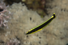 Ring Wrasse photo 2