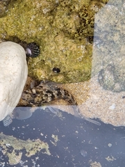 Lepidoblennius haplodactylus