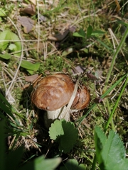 Leccinum scabrum