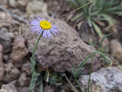 Erigeron clokeyi