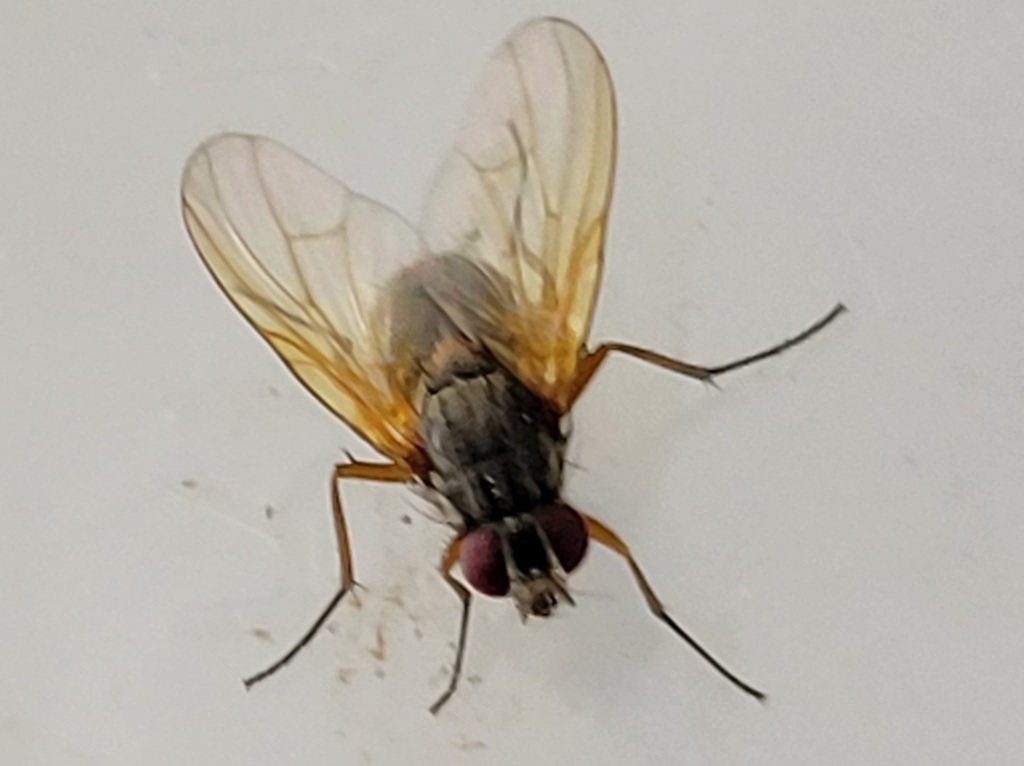 Phaonia apicata