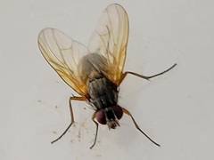 Phaonia apicata