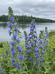 Echium vulgare