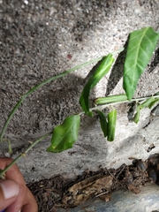 Magnoliopsida