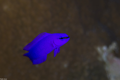 Pseudochromis fridmani