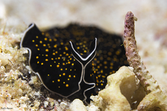 Thysanozoon nigropapillosum