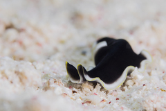 Pseudoceros prudhoei