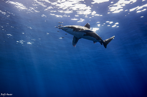 Photo of Oceanic whitetip shark (Carcharhinus longimanus)