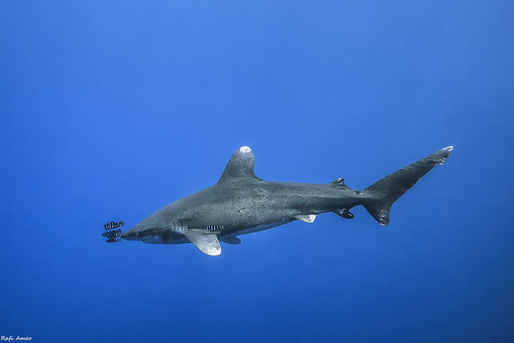 Oceanic whitetip shark (Carcharhinus longimanus) — Carcharhinidae