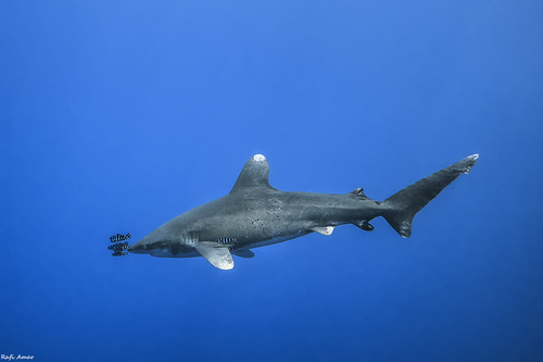Photo of Oceanic whitetip shark (Carcharhinus longimanus)
