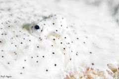 Pardachirus marmoratus