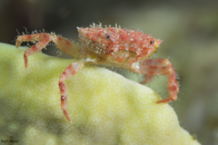 Telmessus cheiragonus