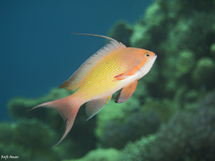 Pseudanthias squamipinnis