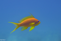 Pseudanthias squamipinnis