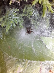 Textrix denticulata