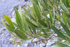 Dodonaea viscosa
