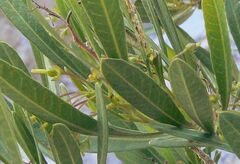 Dodonaea viscosa