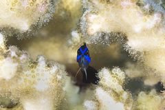 Pseudochromis springeri