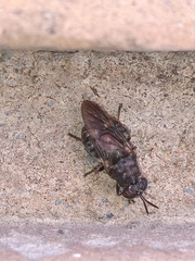 Dicyphoma schaefferi