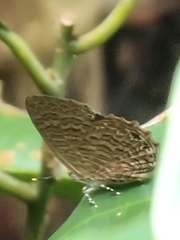Poritia sumatrae