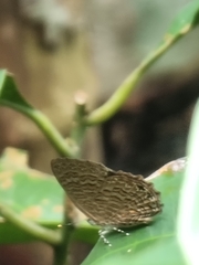 Poritia sumatrae