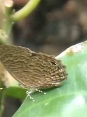 Poritia sumatrae