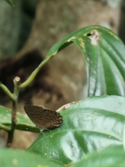 Poritia sumatrae