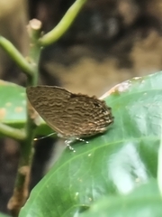 Poritia sumatrae