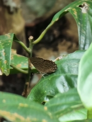 Poritia sumatrae