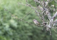 Phoenicurus phoenicurus