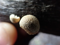 Pleuroflammula praestans