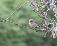 Phoenicurus phoenicurus