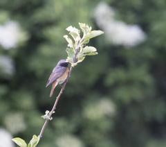 Phoenicurus phoenicurus