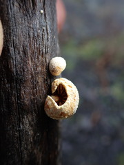 Pleuroflammula praestans