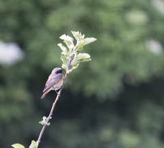 Phoenicurus phoenicurus