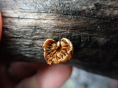 Pleuroflammula praestans